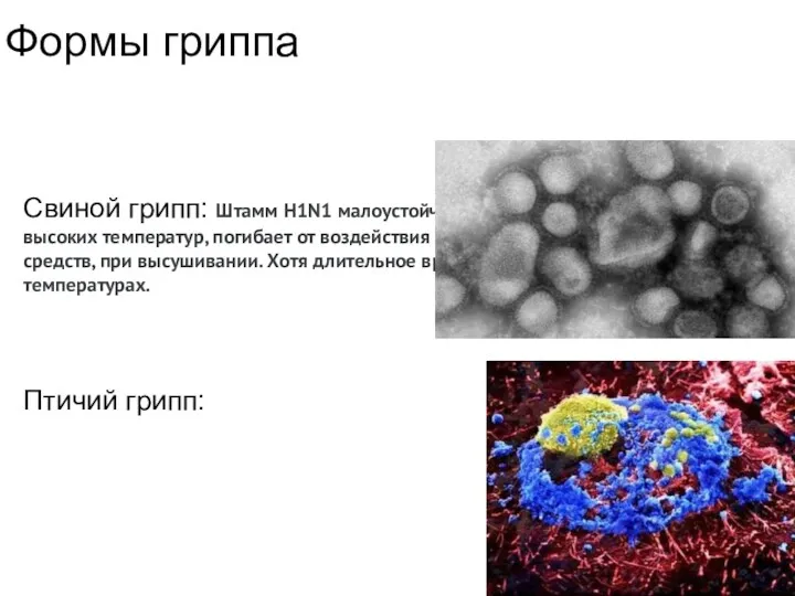 Формы гриппа Свиной грипп: Штамм H1N1 малоустойчив в окружающей среде: