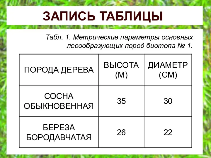 ЗАПИСЬ ТАБЛИЦЫ Табл. 1. Метрические параметры основных лесообразующих пород биотопа № 1.