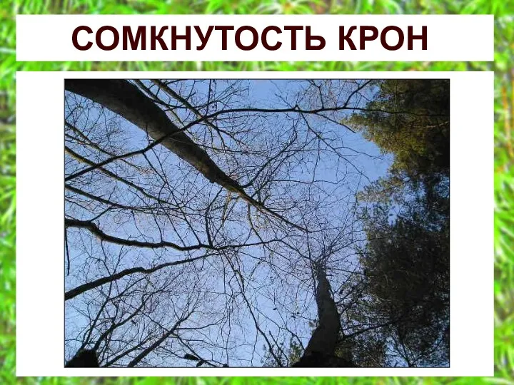 СОМКНУТОСТЬ КРОН