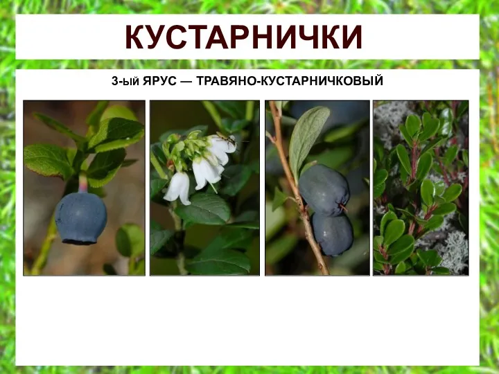 КУСТАРНИЧКИ 3-ЫЙ ЯРУС ― ТРАВЯНО-КУСТАРНИЧКОВЫЙ