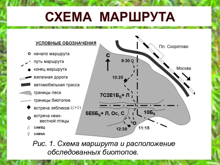 СХЕМА МАРШРУТА Рис. 1. Схема маршрута и расположение обследованных биотопов. (♂+♀) ♂ САМЕЦ ♀ САМКА