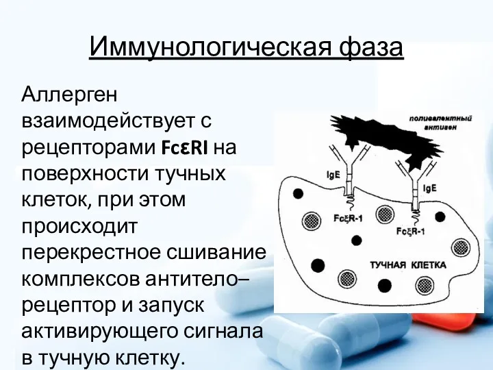 Иммунологическая фаза Аллерген взаимодействует с рецепторами FcεRI на поверхности тучных