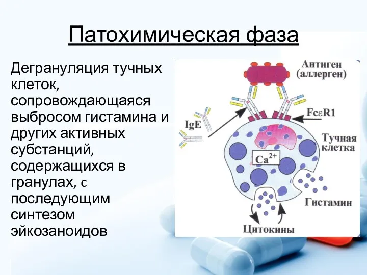 Патохимическая фаза Дегрануляция тучных клеток, сопровождающаяся выбросом гистамина и других