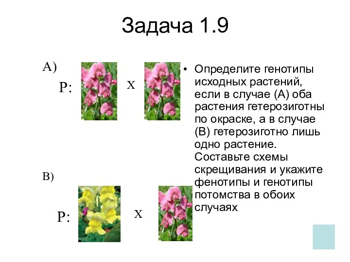 Задача 1.9 Определите генотипы исходных растений, если в случае (А) оба растения гетерозиготны
