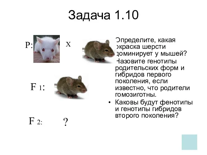 Задача 1.10 Определите, какая окраска шерсти доминирует у мышей? Назовите генотипы родительских форм