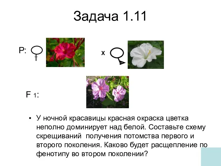 Задача 1.11 У ночной красавицы красная окраска цветка неполно доминирует над белой. Составьте