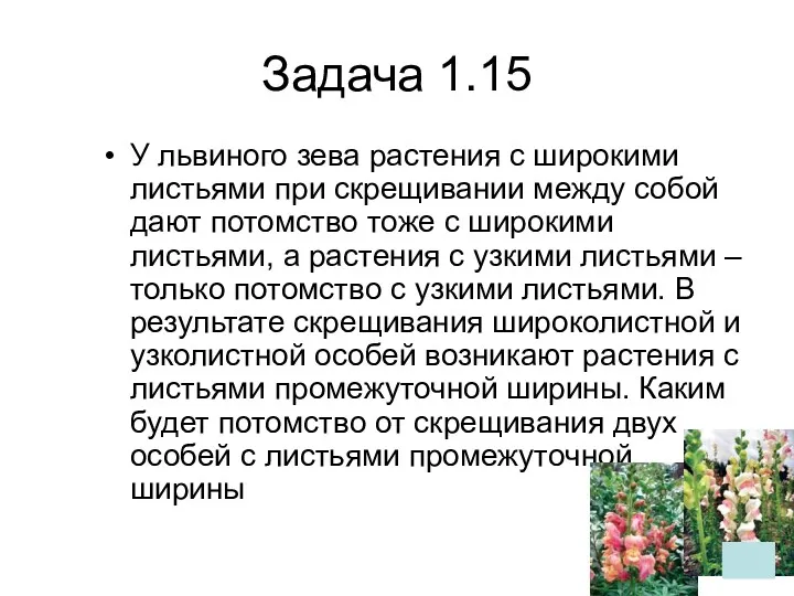 Задача 1.15 У львиного зева растения с широкими листьями при скрещивании между собой