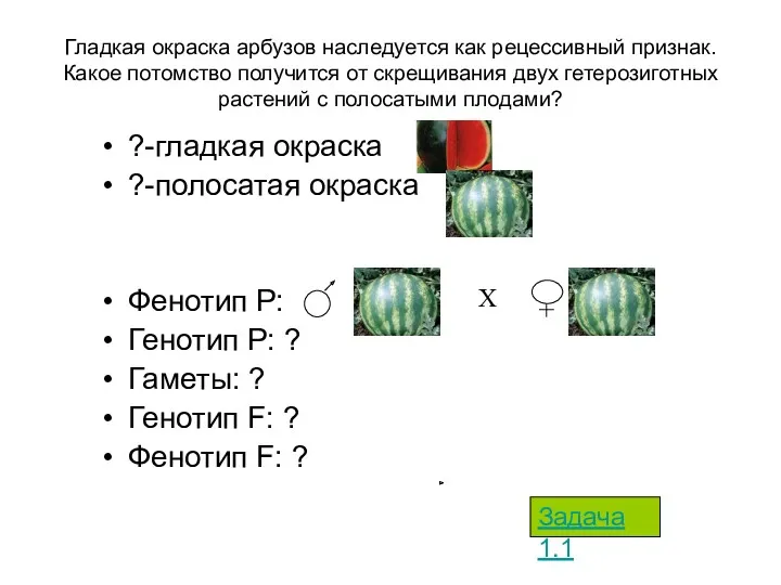 Гладкая окраска арбузов наследуется как рецессивный признак. Какое потомство получится от скрещивания двух