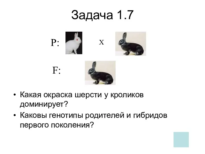 Задача 1.7 Какая окраска шерсти у кроликов доминирует? Каковы генотипы родителей и гибридов