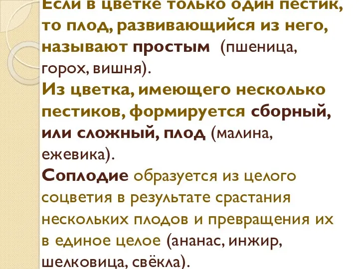 Если в цветке только один пестик, то плод, развивающийся из