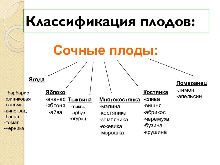 Классификация плодов: Сочные плоды: Ягода -барбарис финиковая пальма виноград банан