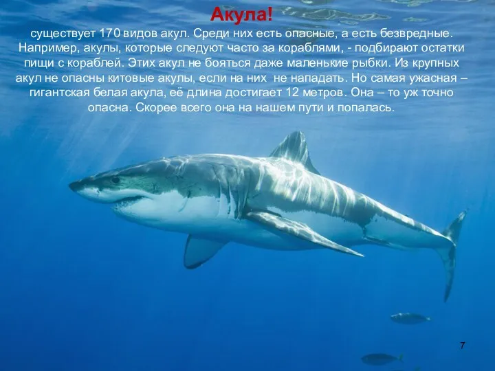 Акула! существует 170 видов акул. Среди них есть опасные, а есть безвредные. Например,