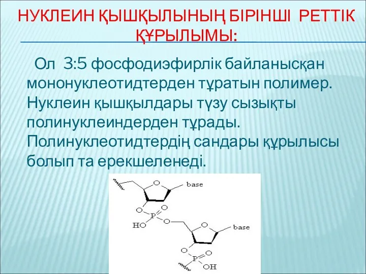 НУКЛЕИН ҚЫШҚЫЛЫНЫҢ БІРІНШІ РЕТТІК ҚҰРЫЛЫМЫ: Ол 3:5 фосфодиэфирлік байланысқан мононуклеотидтерден тұратын полимер. Нуклеин