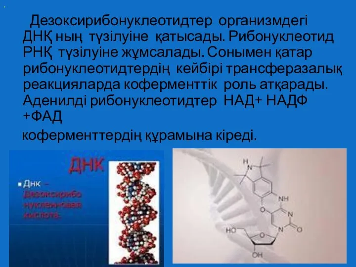 . Дезоксирибонуклеотидтер организмдегі ДНҚ ның түзілуіне қатысады. Рибонуклеотид РНҚ түзілуіне