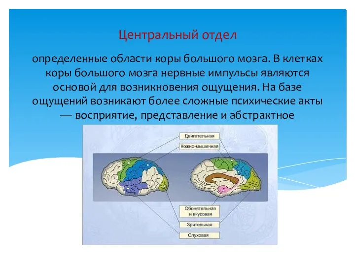 определенные области коры большого мозга. В клетках коры большого мозга нервные импульсы являются