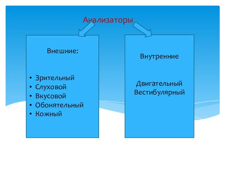 Анализаторы Внешние: Зрительный Слуховой Вкусовой Обонятельный Кожный Внутренние Двигательный Вестибулярный