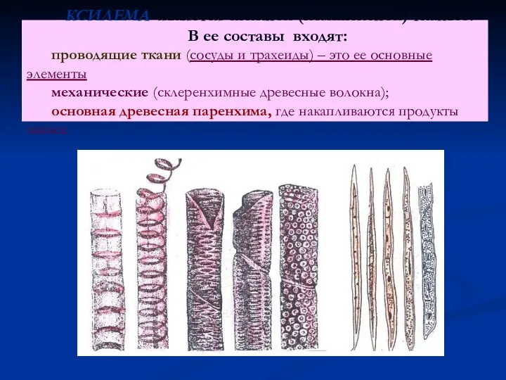 КСИЛЕМА является сложной (комплексной) тканью. В ее составы входят: проводящие