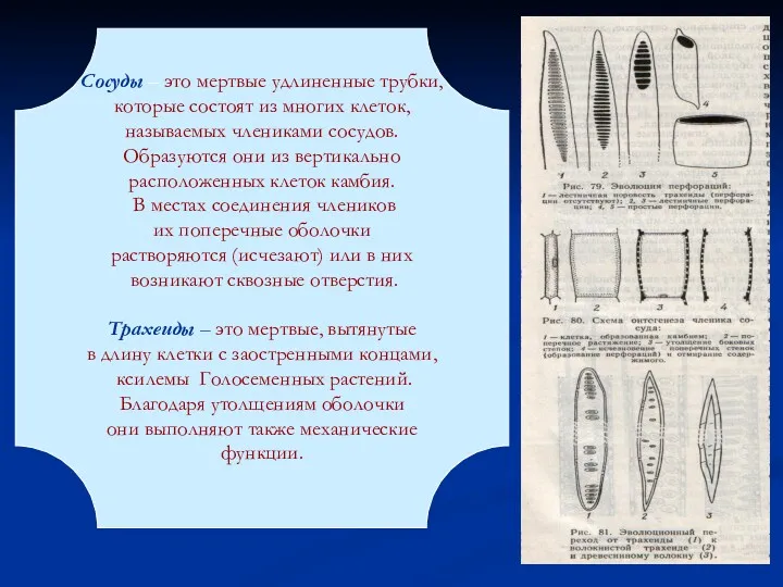 Сосуды – это мертвые удлиненные трубки, которые состоят из многих