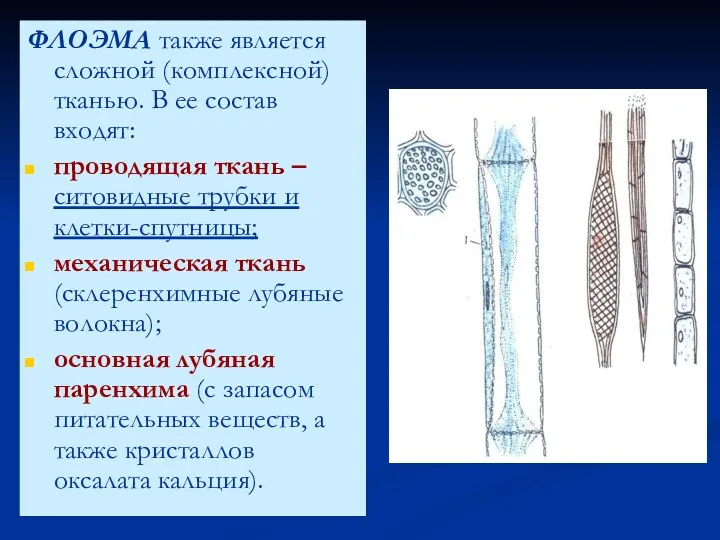 ФЛОЭМА также является сложной (комплексной) тканью. В ее состав входят: