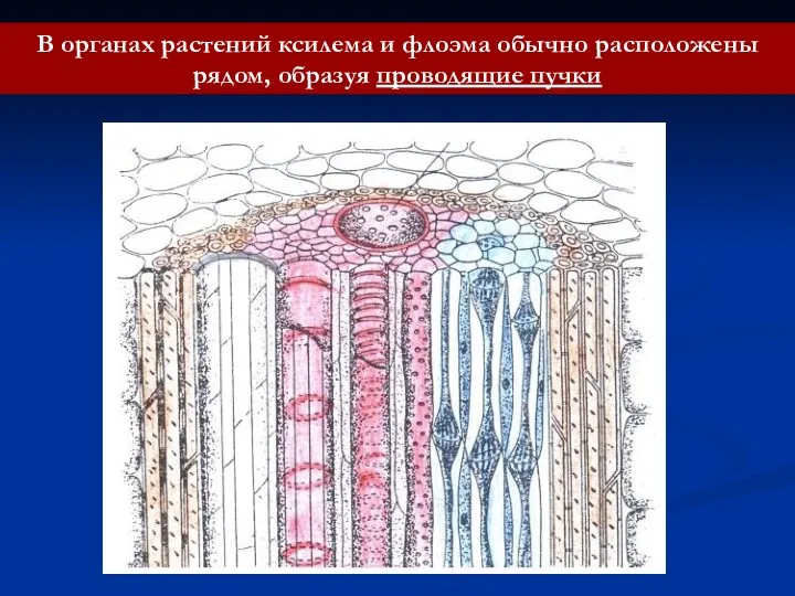 В органах растений ксилема и флоэма обычно расположены рядом, образуя проводящие пучки