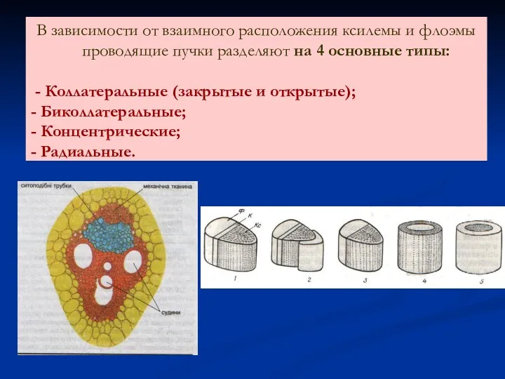 В зависимости от взаимного расположения ксилемы и флоэмы проводящие пучки