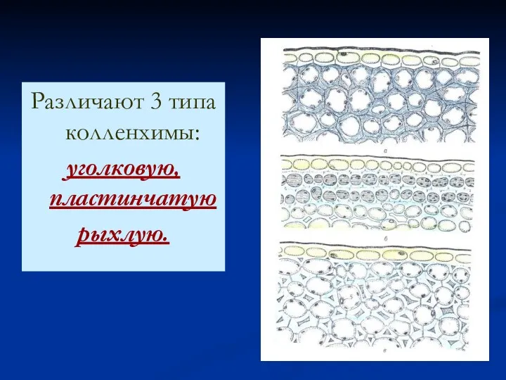 Различают 3 типа колленхимы: уголковую, пластинчатую рыхлую.