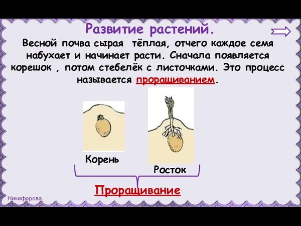 Развитие растений. Весной почва сырая тёплая, отчего каждое семя набухает