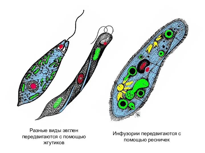 Разные виды эвглен передвигаются с помощью жгутиков Инфузории передвигаются с помощью ресничек