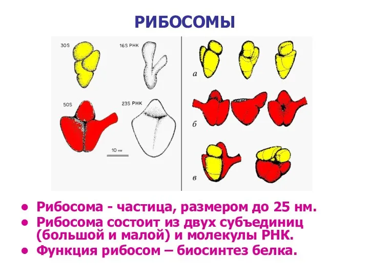 РИБОСОМЫ Рибосома - частица, размером до 25 нм. Рибосома состоит из двух субъединиц