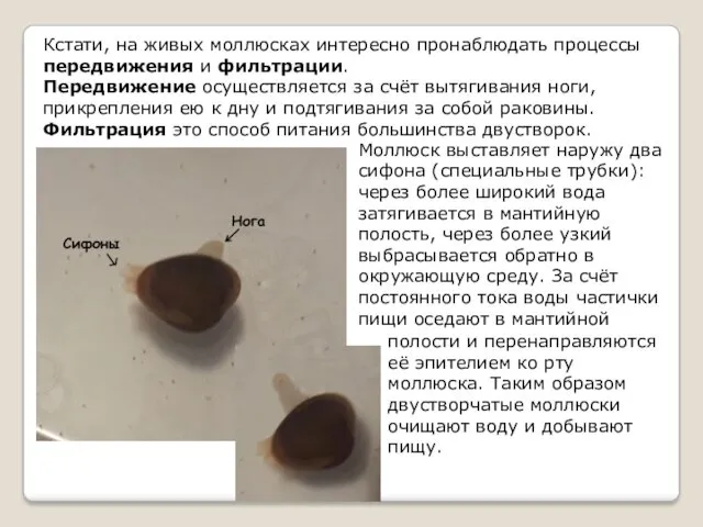 Кстати, на живых моллюсках интересно пронаблюдать процессы передвижения и фильтрации.