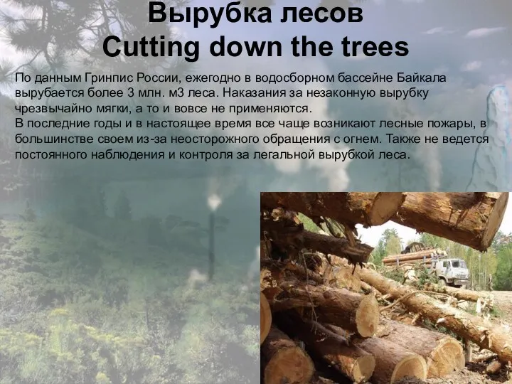 Вырубка лесов Cutting down the trees По данным Гринпис России,