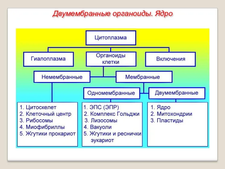 Двумембранные органоиды. Ядро