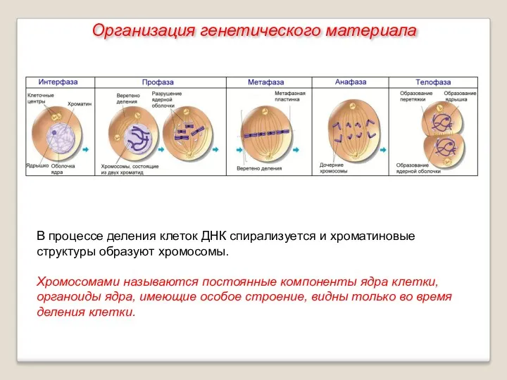 В процессе деления клеток ДНК спирализуется и хроматиновые структуры образуют