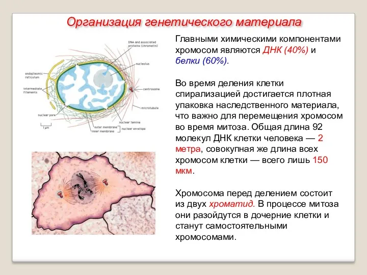 Главными химическими компонентами хромосом являются ДНК (40%) и белки (60%).