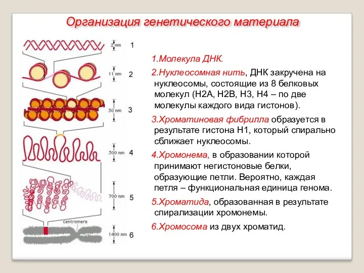 Молекула ДНК. Нуклеосомная нить, ДНК закручена на нуклеосомы, состоящие из