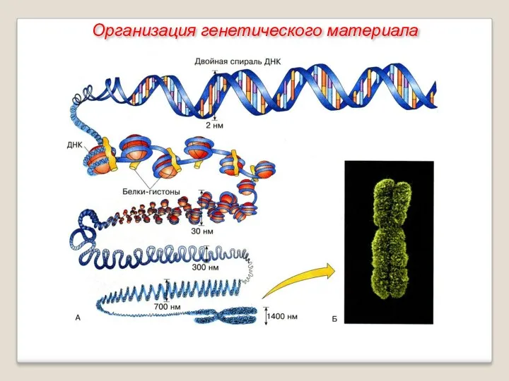 Организация генетического материала