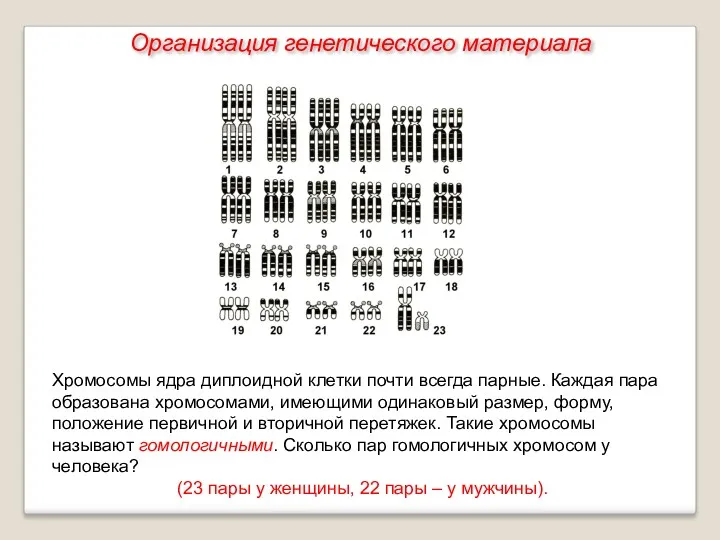 Хромосомы ядра диплоидной клетки почти всегда парные. Каждая пара образована