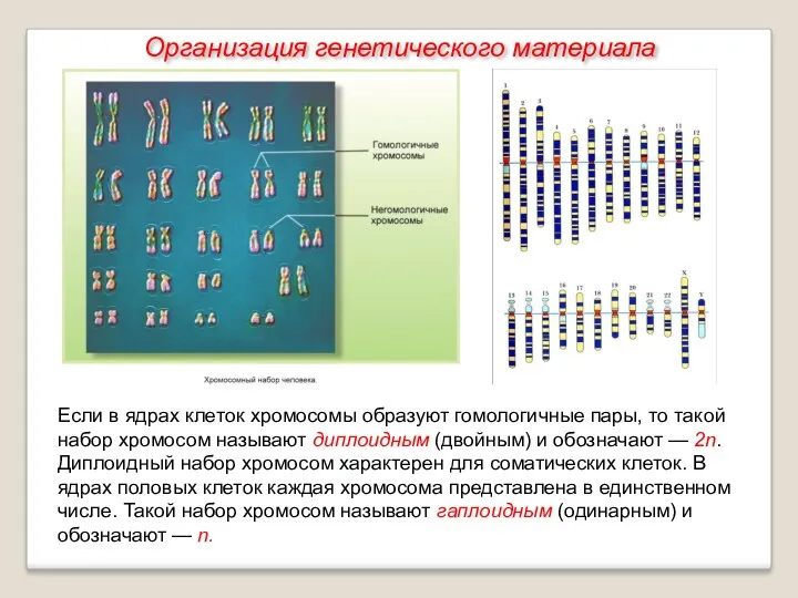 Если в ядрах клеток хромосомы образуют гомологичные пары, то такой