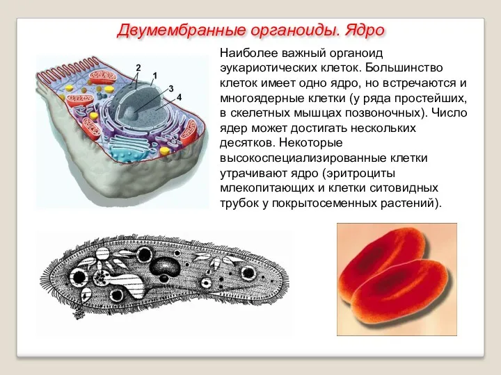 Наиболее важный органоид эукариотических клеток. Большинство клеток имеет одно ядро,