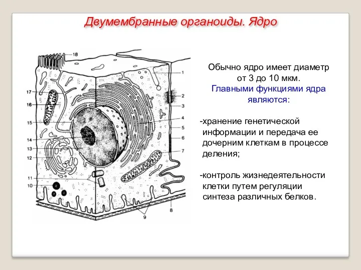 Обычно ядро имеет диаметр от 3 до 10 мкм. Главными