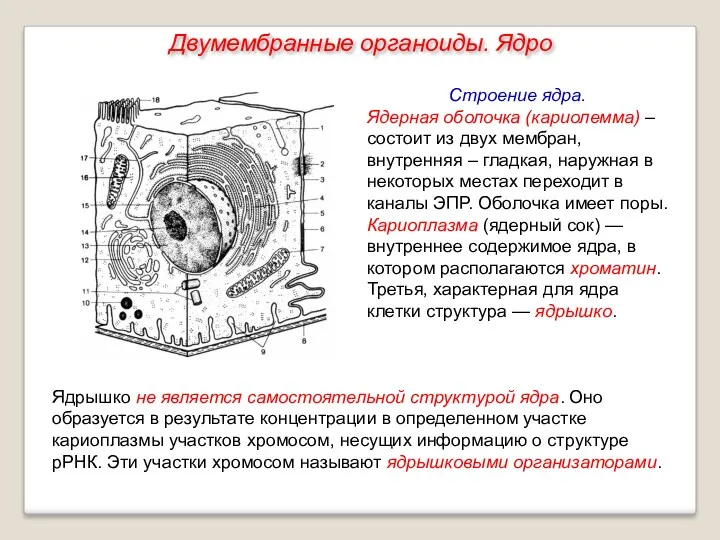 Ядрышко не является самостоятельной структурой ядра. Оно образуется в результате