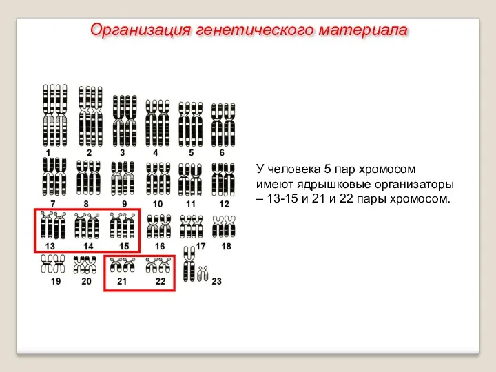 У человека 5 пар хромосом имеют ядрышковые организаторы – 13-15