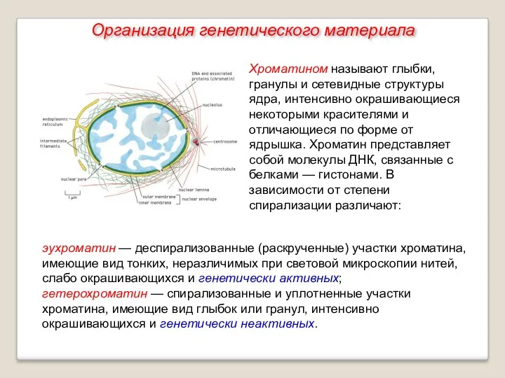 Хроматином называют глыбки, гранулы и сетевидные структуры ядра, интенсивно окрашивающиеся