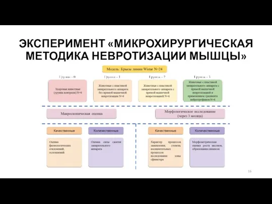 ЭКСПЕРИМЕНТ «МИКРОХИРУРГИЧЕСКАЯ МЕТОДИКА НЕВРОТИЗАЦИИ МЫШЦЫ»