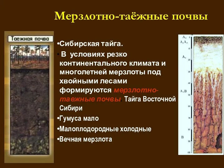 Сибирская тайга. В условиях резко континентального климата и многолетней мерзлоты