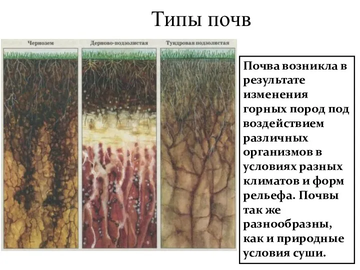 Типы почв Почва возникла в результате изменения горных пород под