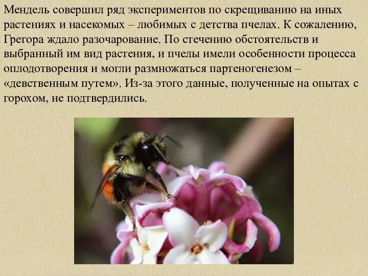 Мендель совершил ряд экспериментов по скрещиванию на иных растениях и