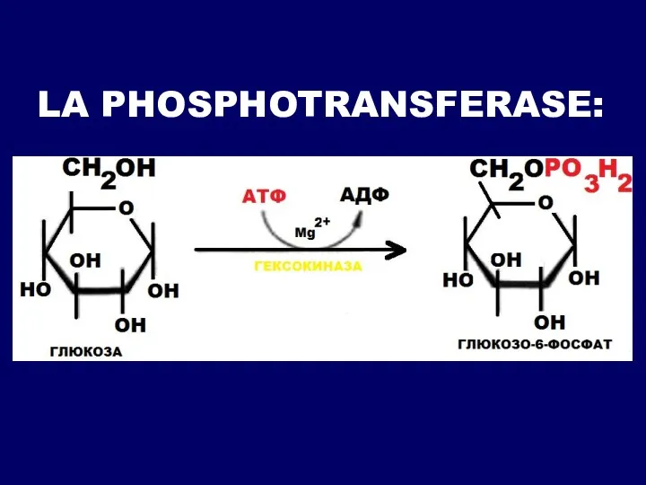 LA PHOSPHOTRANSFERASE: