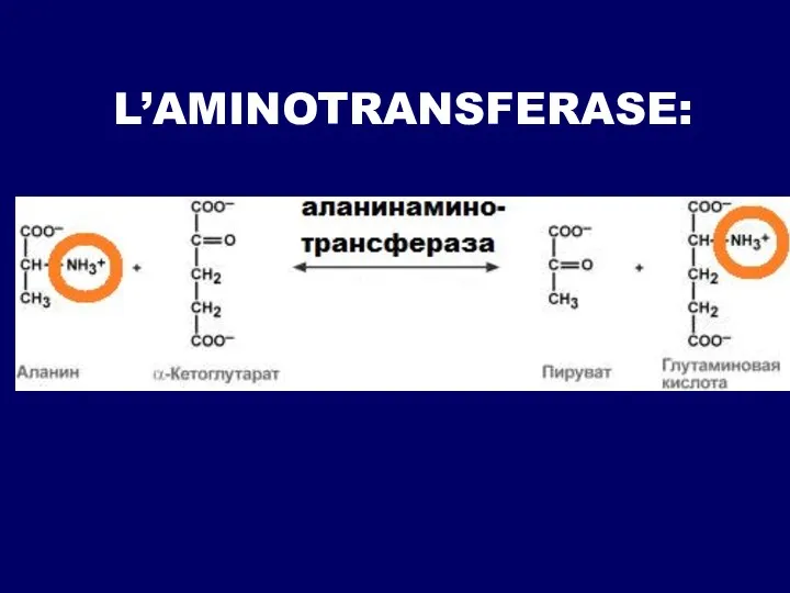 L’AMINOTRANSFERASE: