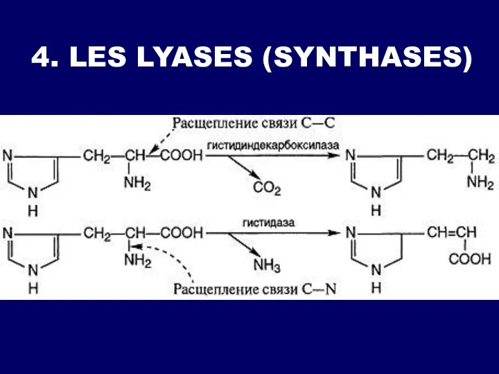 4. LES LYASES (SYNTHASES)